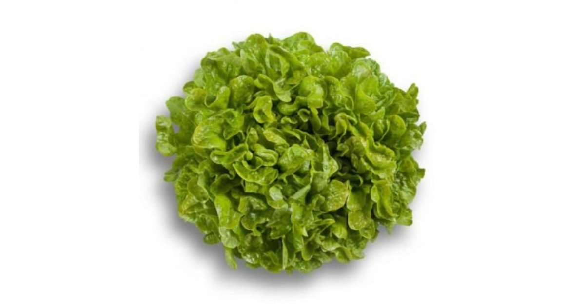 VERDURAS Lechuga Hidropónica Llollo Rosa | SoloTodo.cl